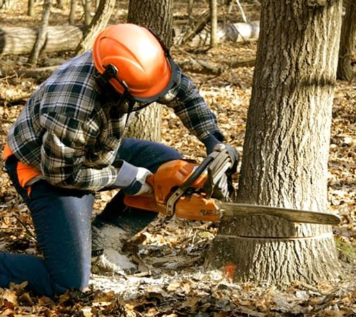 Tree Removal in Cambridge, ME
